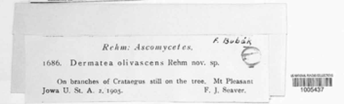 Pezicula olivascens image